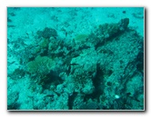Rainbow-Reef-Scuba-Diving-Taveuni-Fiji-174
