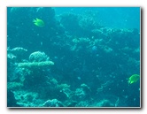 Rainbow-Reef-Scuba-Diving-Taveuni-Fiji-178