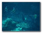 Rainbow-Reef-Scuba-Diving-Taveuni-Fiji-179