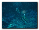 Rainbow-Reef-Scuba-Diving-Taveuni-Fiji-180