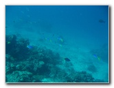Rainbow-Reef-Scuba-Diving-Taveuni-Fiji-184