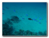 Rainbow-Reef-Scuba-Diving-Taveuni-Fiji-186