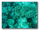 Rainbow-Reef-Scuba-Diving-Taveuni-Fiji-188