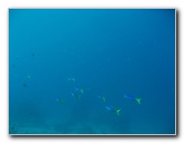 Rainbow-Reef-Scuba-Diving-Taveuni-Fiji-189