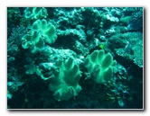 Rainbow-Reef-Scuba-Diving-Taveuni-Fiji-191