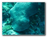 Rainbow-Reef-Scuba-Diving-Taveuni-Fiji-193