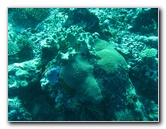 Rainbow-Reef-Scuba-Diving-Taveuni-Fiji-194