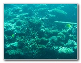 Rainbow-Reef-Scuba-Diving-Taveuni-Fiji-195