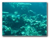 Rainbow-Reef-Scuba-Diving-Taveuni-Fiji-196