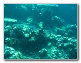 Rainbow-Reef-Scuba-Diving-Taveuni-Fiji-197