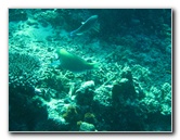 Rainbow-Reef-Scuba-Diving-Taveuni-Fiji-199