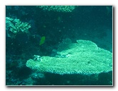 Rainbow-Reef-Scuba-Diving-Taveuni-Fiji-200