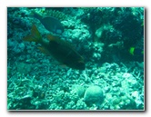 Rainbow-Reef-Scuba-Diving-Taveuni-Fiji-202