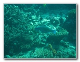 Rainbow-Reef-Scuba-Diving-Taveuni-Fiji-204