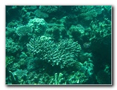 Rainbow-Reef-Scuba-Diving-Taveuni-Fiji-205