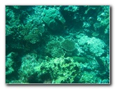 Rainbow-Reef-Scuba-Diving-Taveuni-Fiji-207