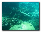 Rainbow-Reef-Scuba-Diving-Taveuni-Fiji-211