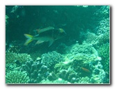 Rainbow-Reef-Scuba-Diving-Taveuni-Fiji-212