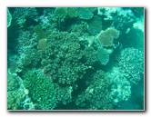Rainbow-Reef-Scuba-Diving-Taveuni-Fiji-213