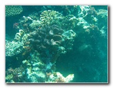 Rainbow-Reef-Scuba-Diving-Taveuni-Fiji-214