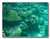 Rainbow-Reef-Scuba-Diving-Taveuni-Fiji-215