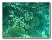 Rainbow-Reef-Scuba-Diving-Taveuni-Fiji-216