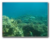 Rainbow-Reef-Scuba-Diving-Taveuni-Fiji-217