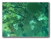 Rainbow-Reef-Scuba-Diving-Taveuni-Fiji-218