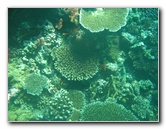 Rainbow-Reef-Scuba-Diving-Taveuni-Fiji-219