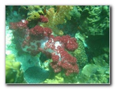 Rainbow-Reef-Scuba-Diving-Taveuni-Fiji-220