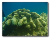Rainbow-Reef-Scuba-Diving-Taveuni-Fiji-223