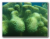 Rainbow-Reef-Scuba-Diving-Taveuni-Fiji-224