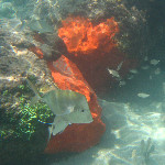 Red Reef Park Snorkeling Photos - Boca Raton, FL