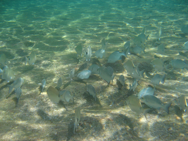 Red-Reef-Park-Underwater-Snorkeling-Pictures-Boca-Raton-FL-002