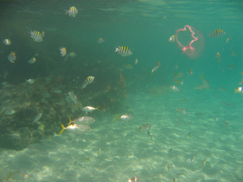Red-Reef-Park-Underwater-Snorkeling-Pictures-Boca-Raton-FL-004
