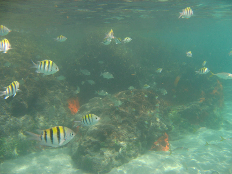 Red-Reef-Park-Underwater-Snorkeling-Pictures-Boca-Raton-FL-005