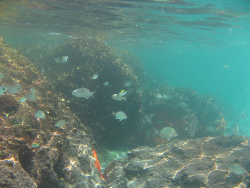 Red-Reef-Park-Underwater-Snorkeling-Pictures-Boca-Raton-FL-007
