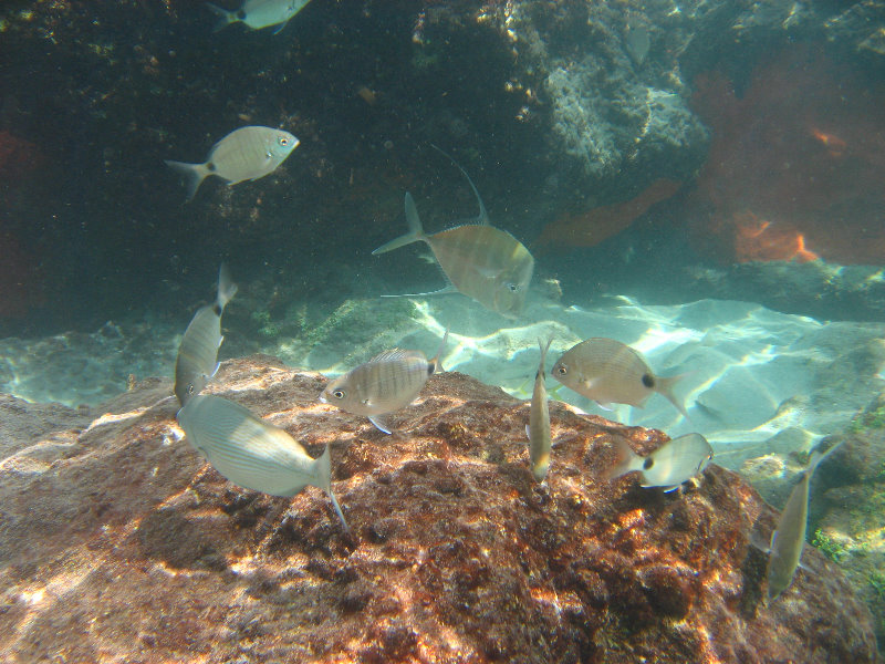 Red-Reef-Park-Underwater-Snorkeling-Pictures-Boca-Raton-FL-010