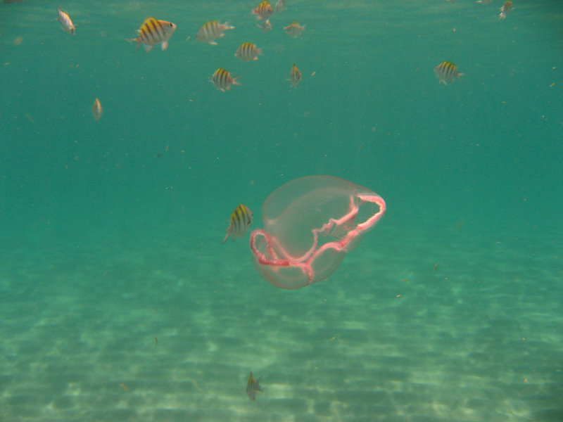Red-Reef-Park-Underwater-Snorkeling-Pictures-Boca-Raton-FL-013