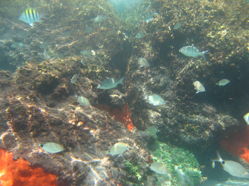Red-Reef-Park-Underwater-Snorkeling-Pictures-Boca-Raton-FL-014