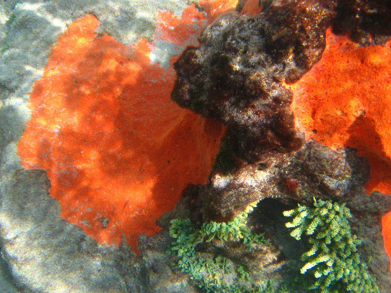 Red-Reef-Park-Underwater-Snorkeling-Pictures-Boca-Raton-FL-017