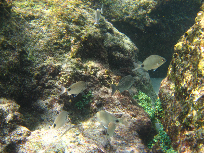 Red-Reef-Park-Underwater-Snorkeling-Pictures-Boca-Raton-FL-018