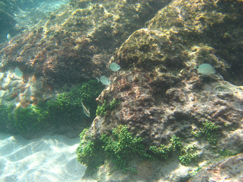 Red-Reef-Park-Underwater-Snorkeling-Pictures-Boca-Raton-FL-019