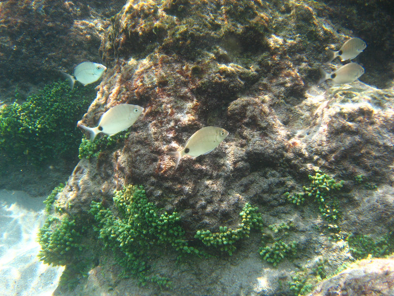 Red-Reef-Park-Underwater-Snorkeling-Pictures-Boca-Raton-FL-020