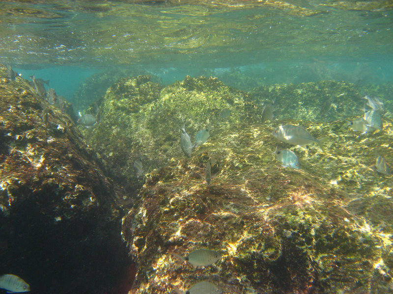 Red-Reef-Park-Underwater-Snorkeling-Pictures-Boca-Raton-FL-027