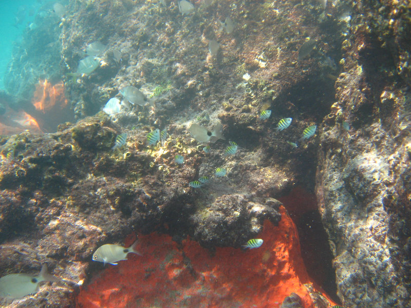 Red-Reef-Park-Underwater-Snorkeling-Pictures-Boca-Raton-FL-028
