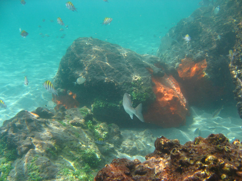 Red-Reef-Park-Underwater-Snorkeling-Pictures-Boca-Raton-FL-029