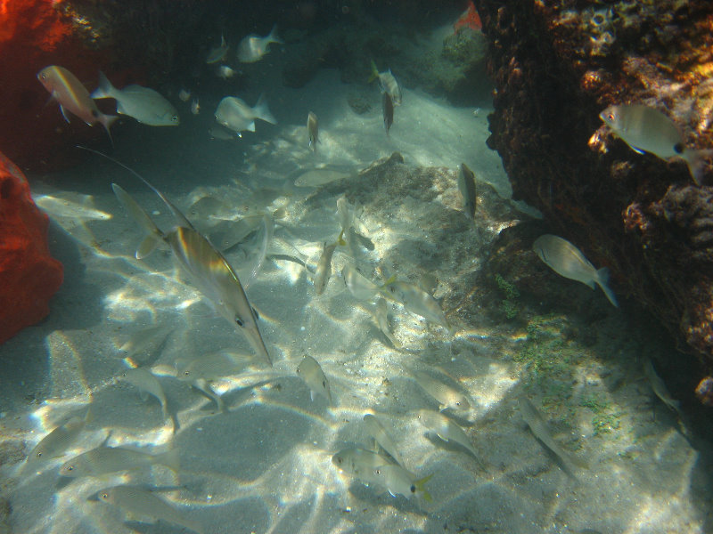 Red-Reef-Park-Underwater-Snorkeling-Pictures-Boca-Raton-FL-031