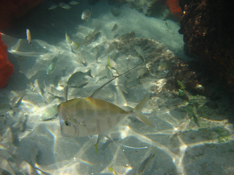 Red-Reef-Park-Underwater-Snorkeling-Pictures-Boca-Raton-FL-032