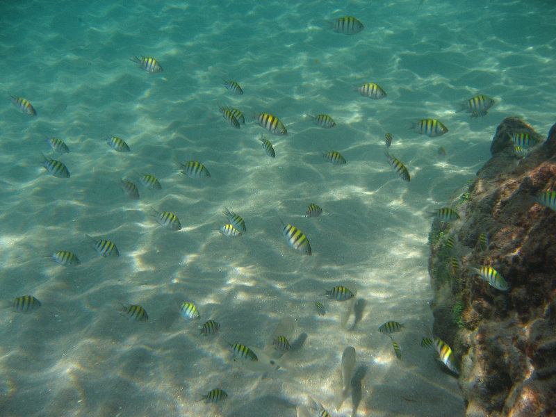 Red-Reef-Park-Underwater-Snorkeling-Pictures-Boca-Raton-FL-033